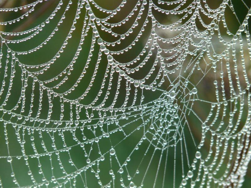 模糊背景下森林蛛网上的闪烁滴水