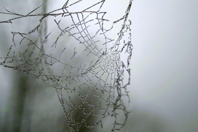 灰色模糊背景中的蜘蛛网
