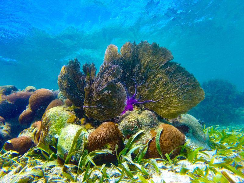 海底世界美丽的扇珊瑚