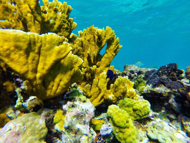 海底世界的火珊瑚