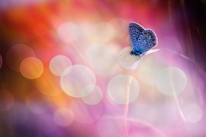 浪漫背景前的蓝色蝴蝶