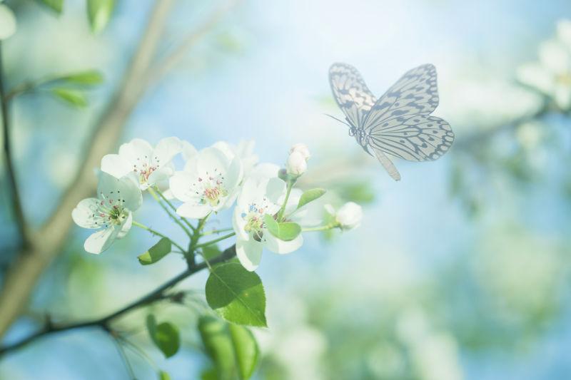 鲜花背景中的白色蝴蝶