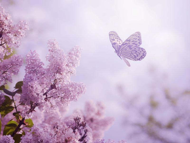 紫色鲜花和蝴蝶