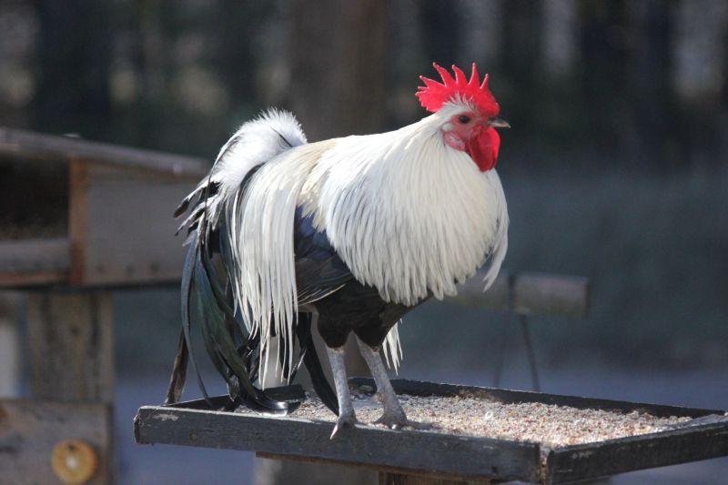 养殖场里站在铁板上的白色和黑色羽毛的公鸡