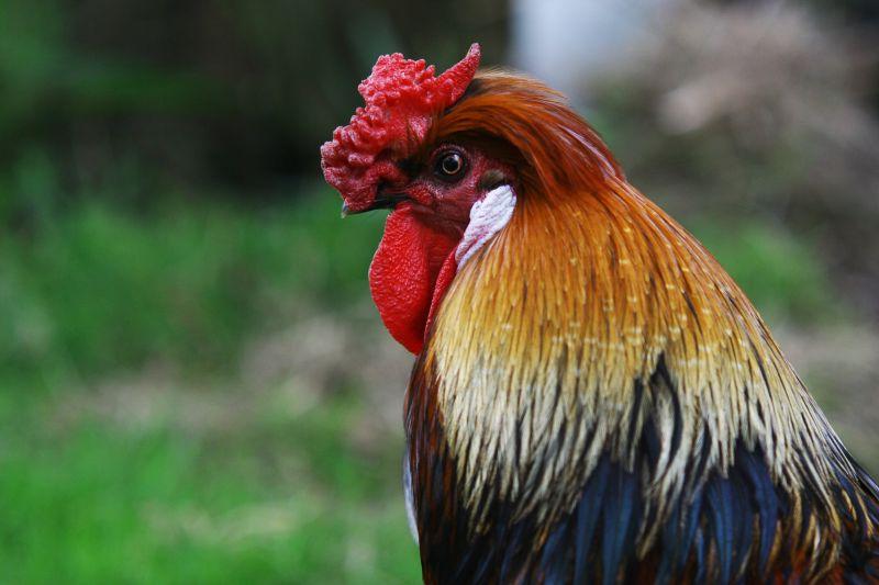 绿色草地背景下的一只金色和红色羽毛的公鸡