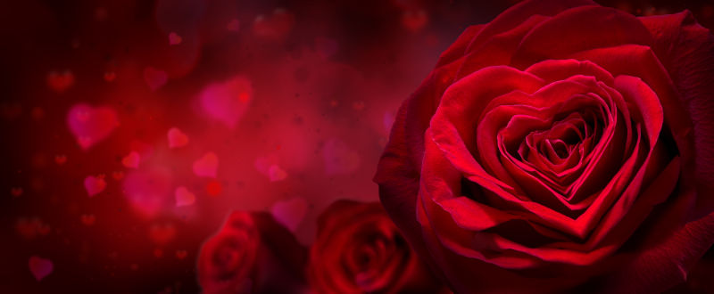 爱心红色玫瑰