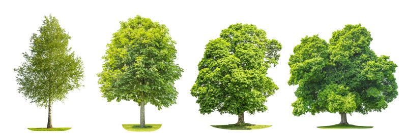 白色背景下的的不同种类的绿树