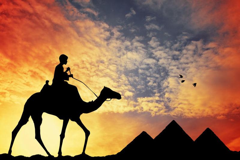 开罗埃及的骆驼