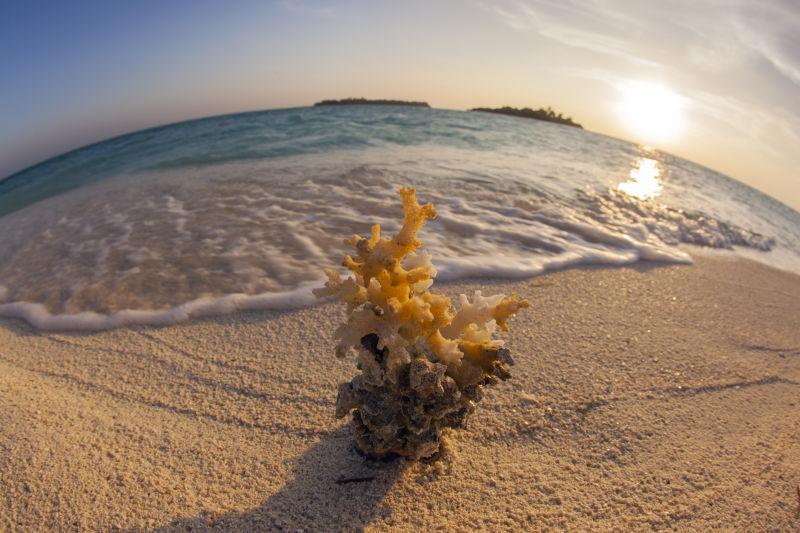 海滩上美丽的珊瑚