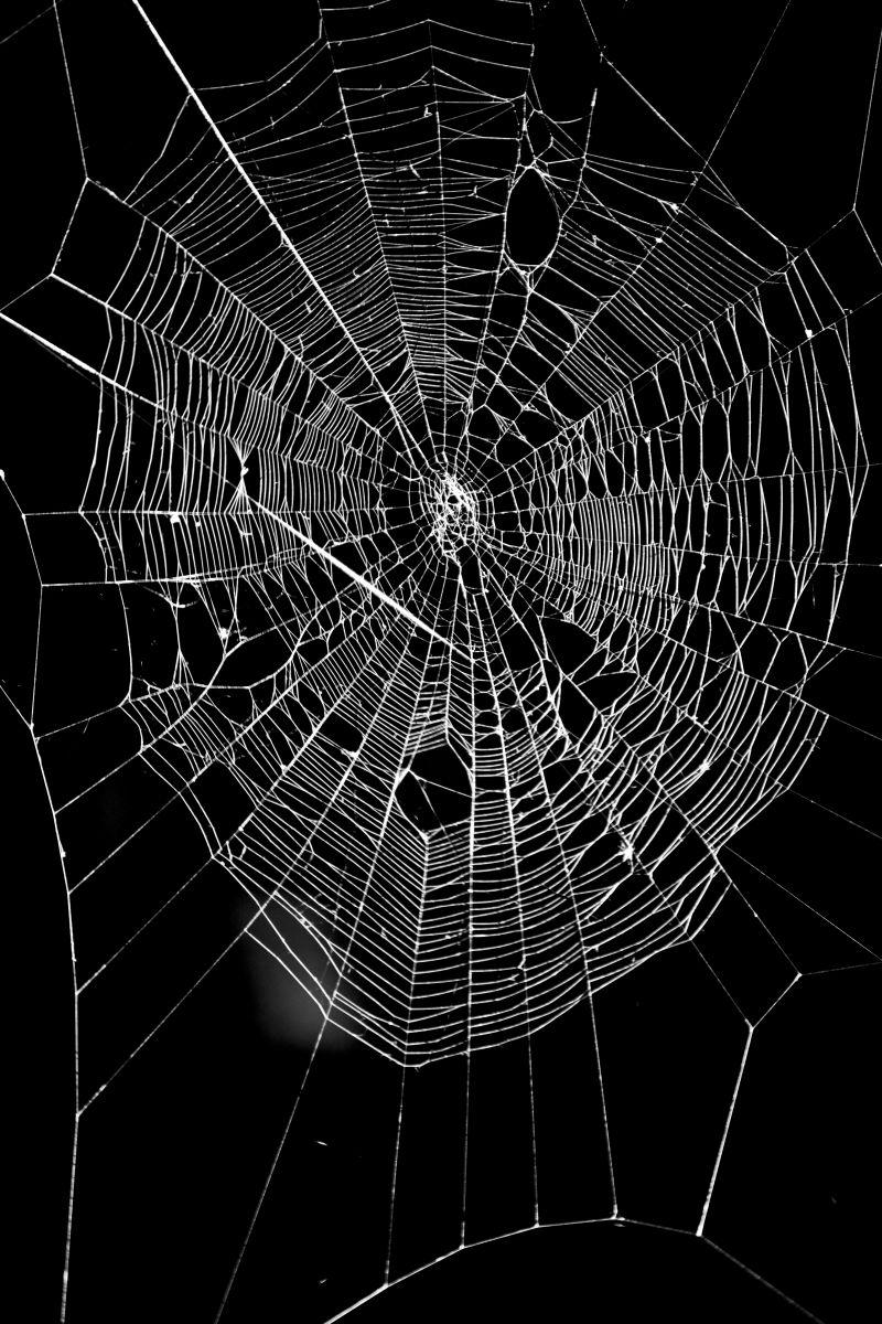 黑色背景中蜘蛛网圈