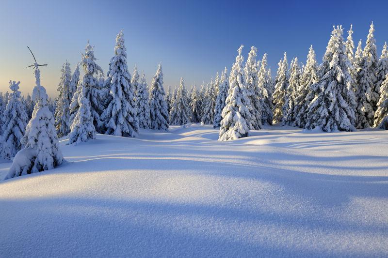 冬季户外雪地森林