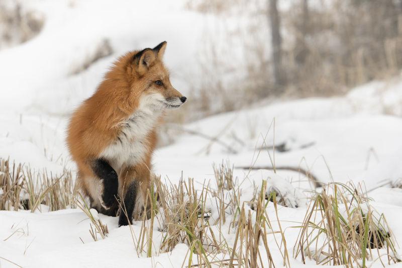 森林雪地里的狐狸