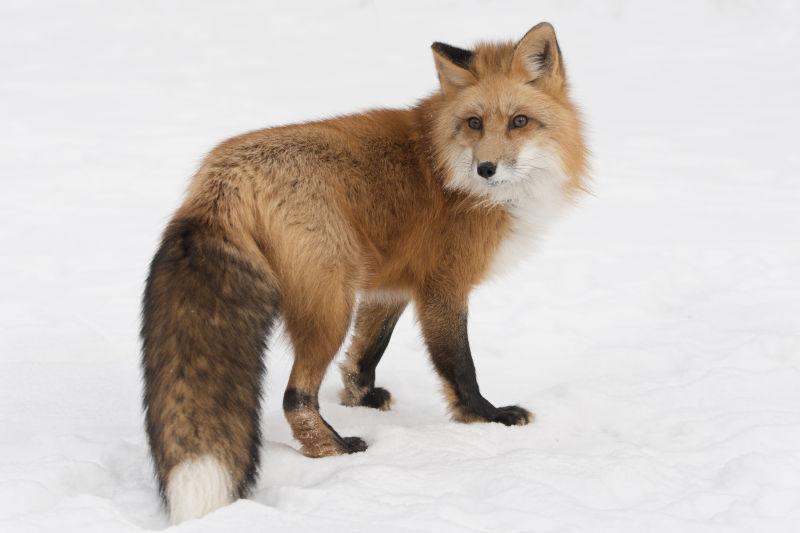站在雪地上回头的狐狸