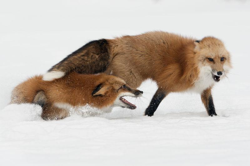 在雪地里玩耍的两只狐狸