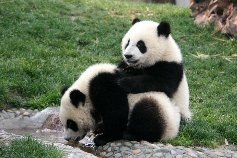 在草地上玩耍的大熊猫