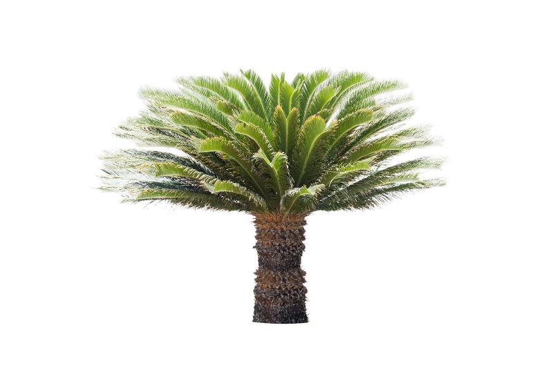 白色背景下的一棵茂盛棕榈树