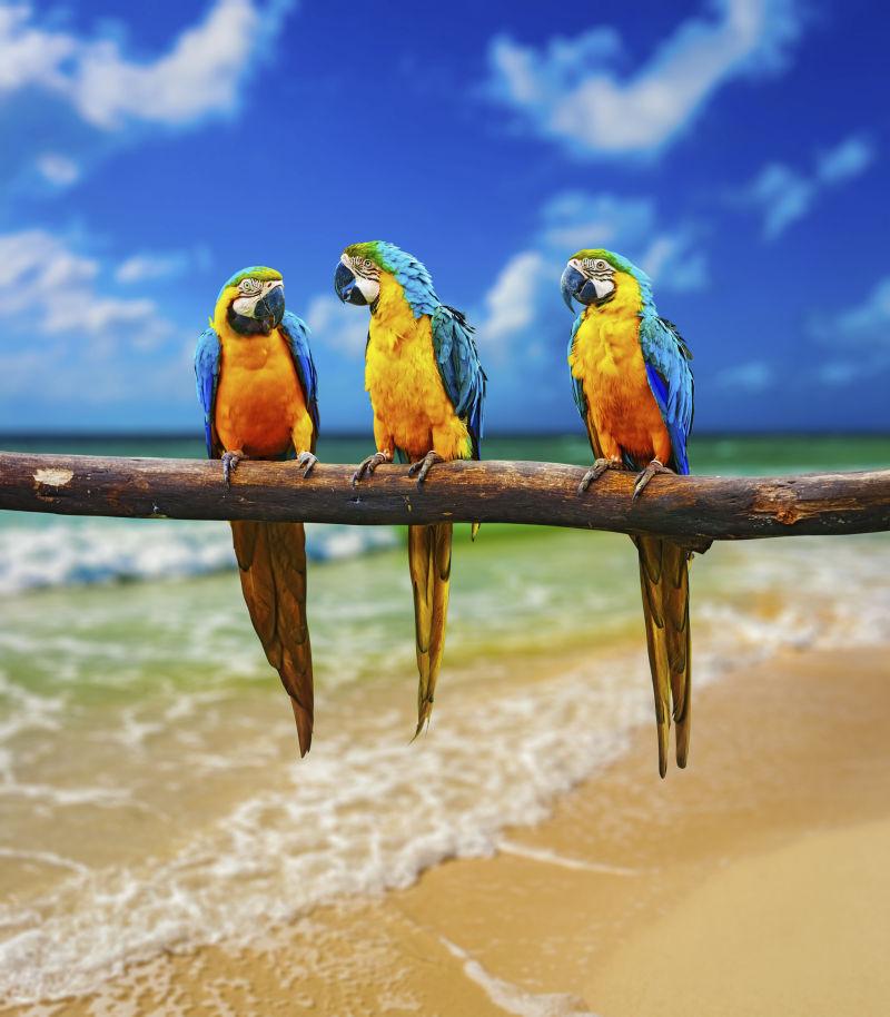 海边树枝上的三只鹦鹉
