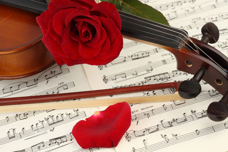 美丽的玫瑰在乐谱上和小提琴的特写