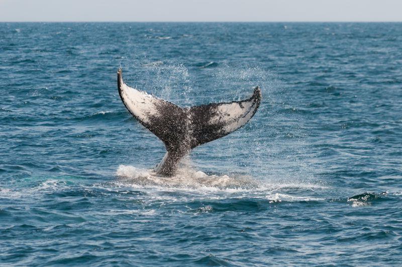 海洋中露出鲸鱼尾巴