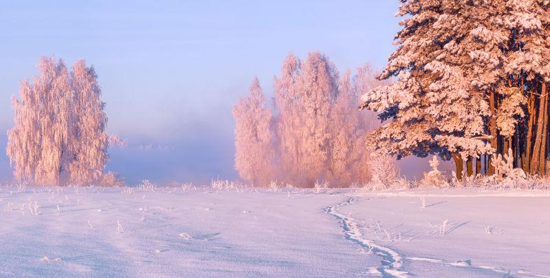 冬季美丽的雪地与树木