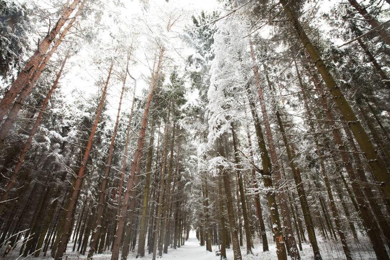 雪白的冬季森林