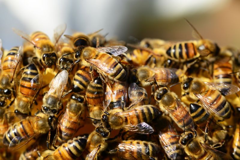 一堆蜜蜂