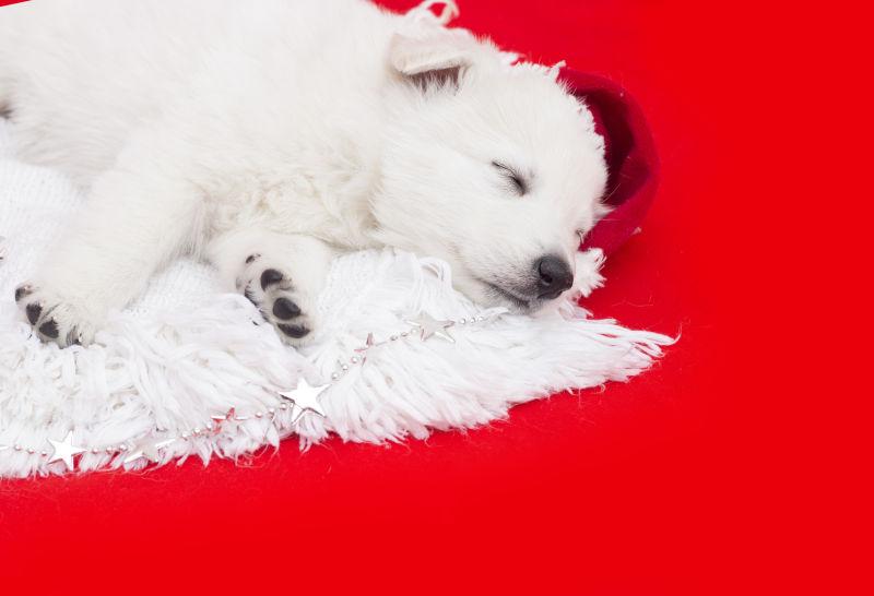 红色背景上在睡觉的萨摩耶幼犬