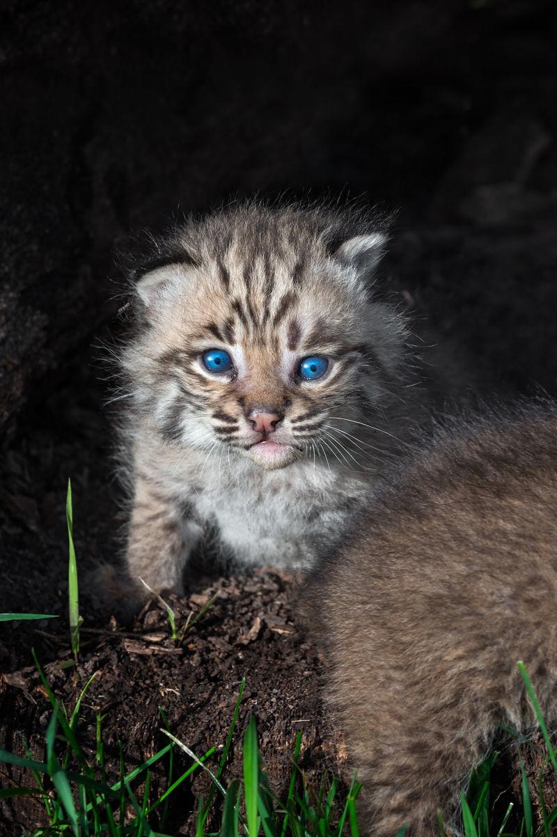 蓝眼睛的山猫