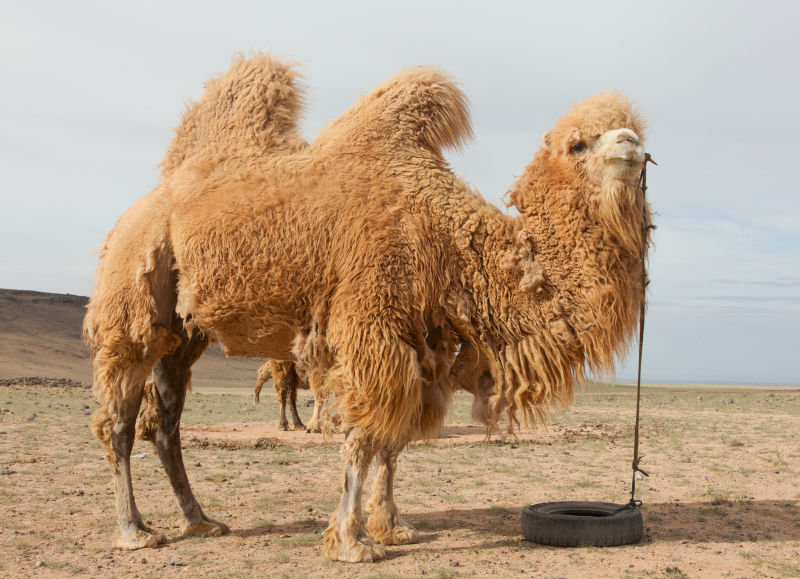 蒙古中部驼峰农场中的骆驼