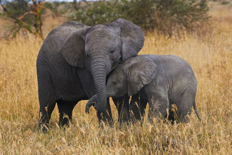 两只非洲大象