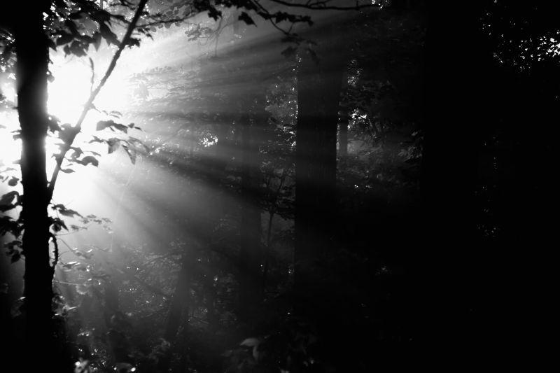 晨光穿透黑暗的森林