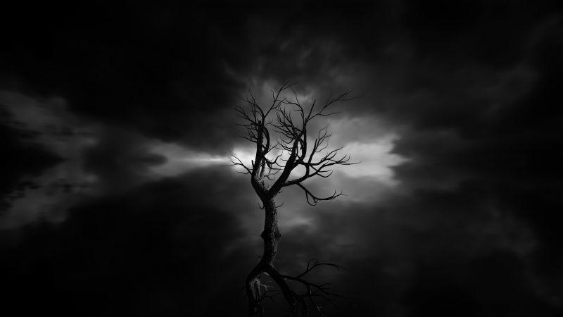 黑暗中的树