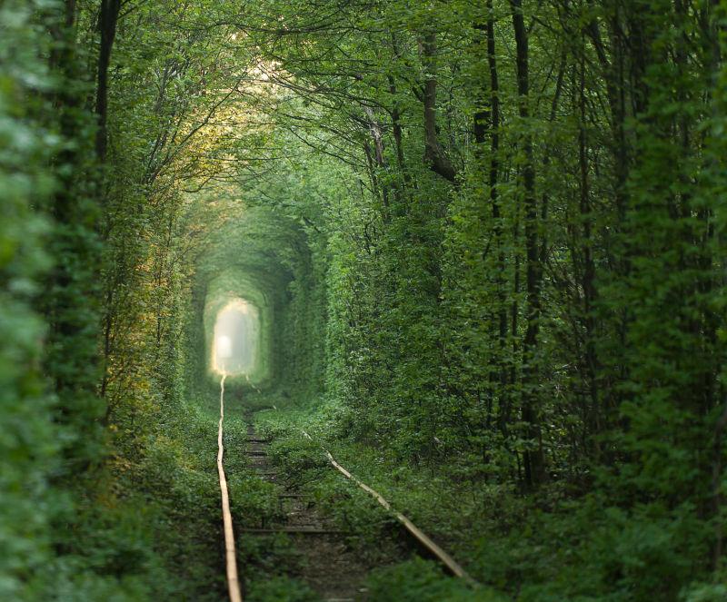 在乌克兰由树木形成的爱的自然隧道
