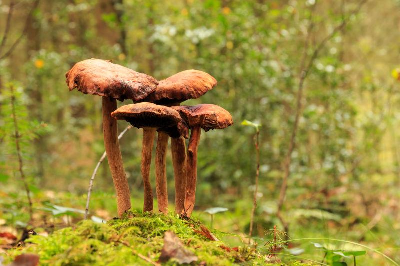 森林中一组棕色蘑菇