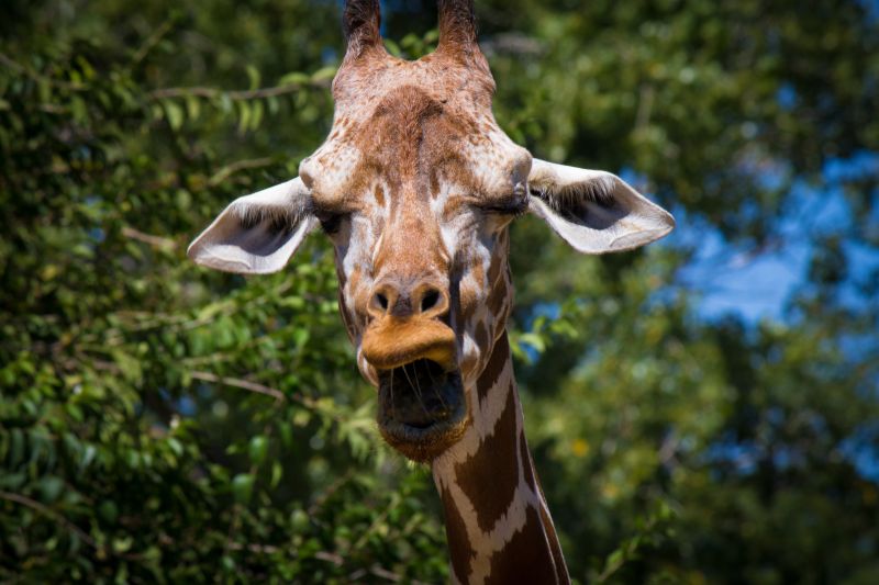 动物园高大的长颈鹿