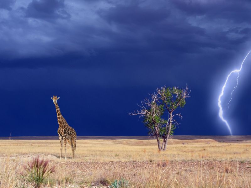 雷电交加下野外的长颈鹿