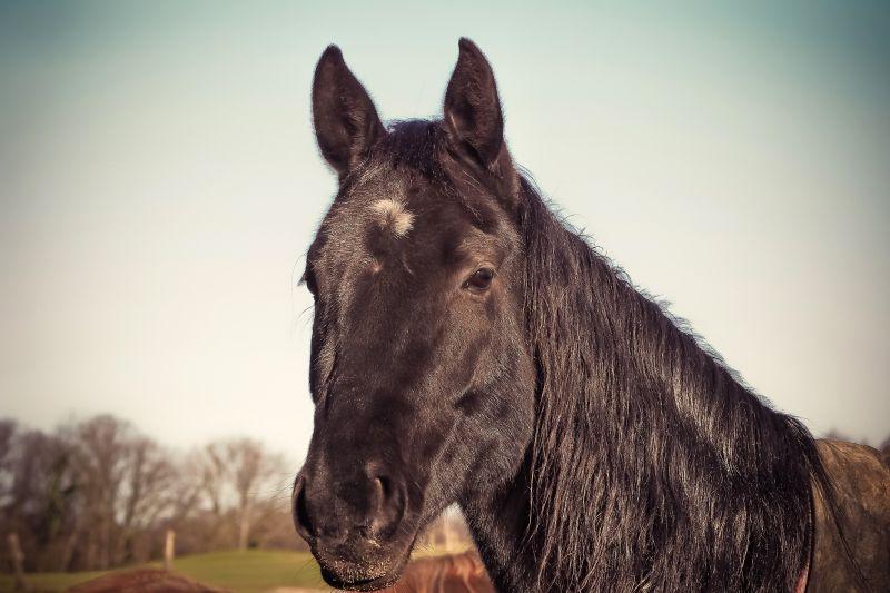 一匹黑色冰岛小马