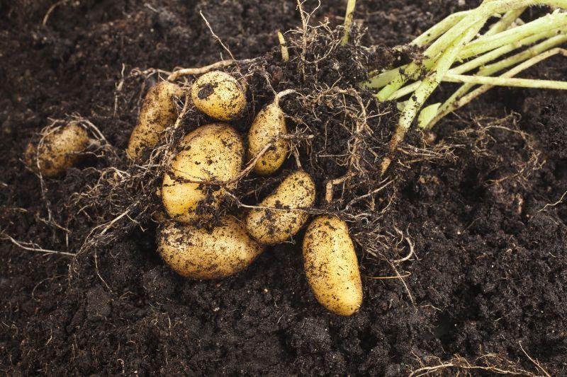 土壤中的新鲜土豆