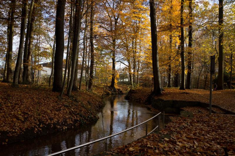 秋季森林自然小溪风景