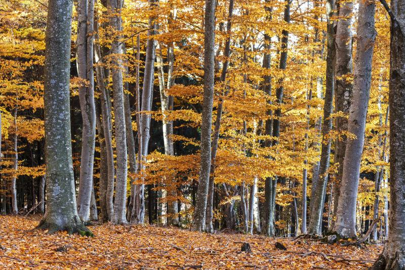 罗马尼亚首都毛榉林秋色自然风景