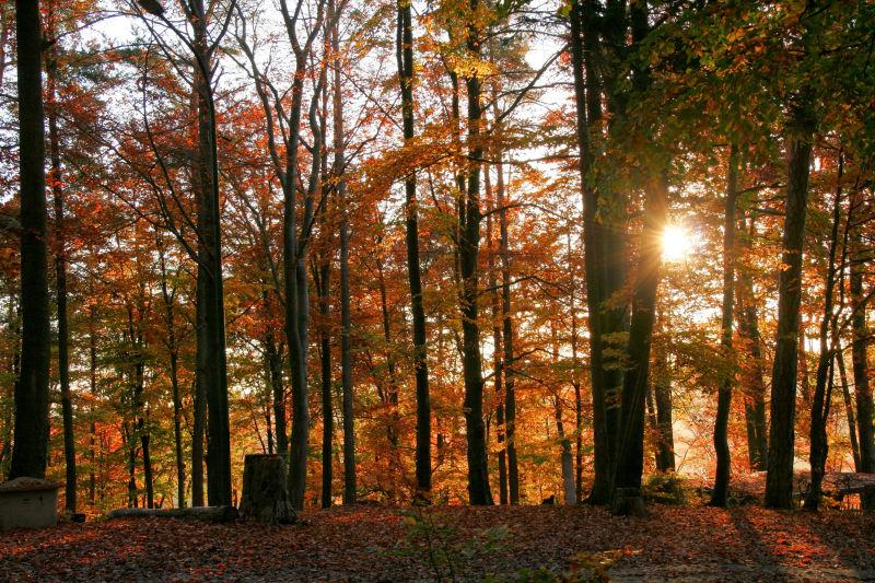 德国南部森林傍晚的秋季自然风景