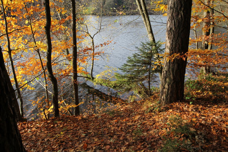 秋季森林湖边自然风景