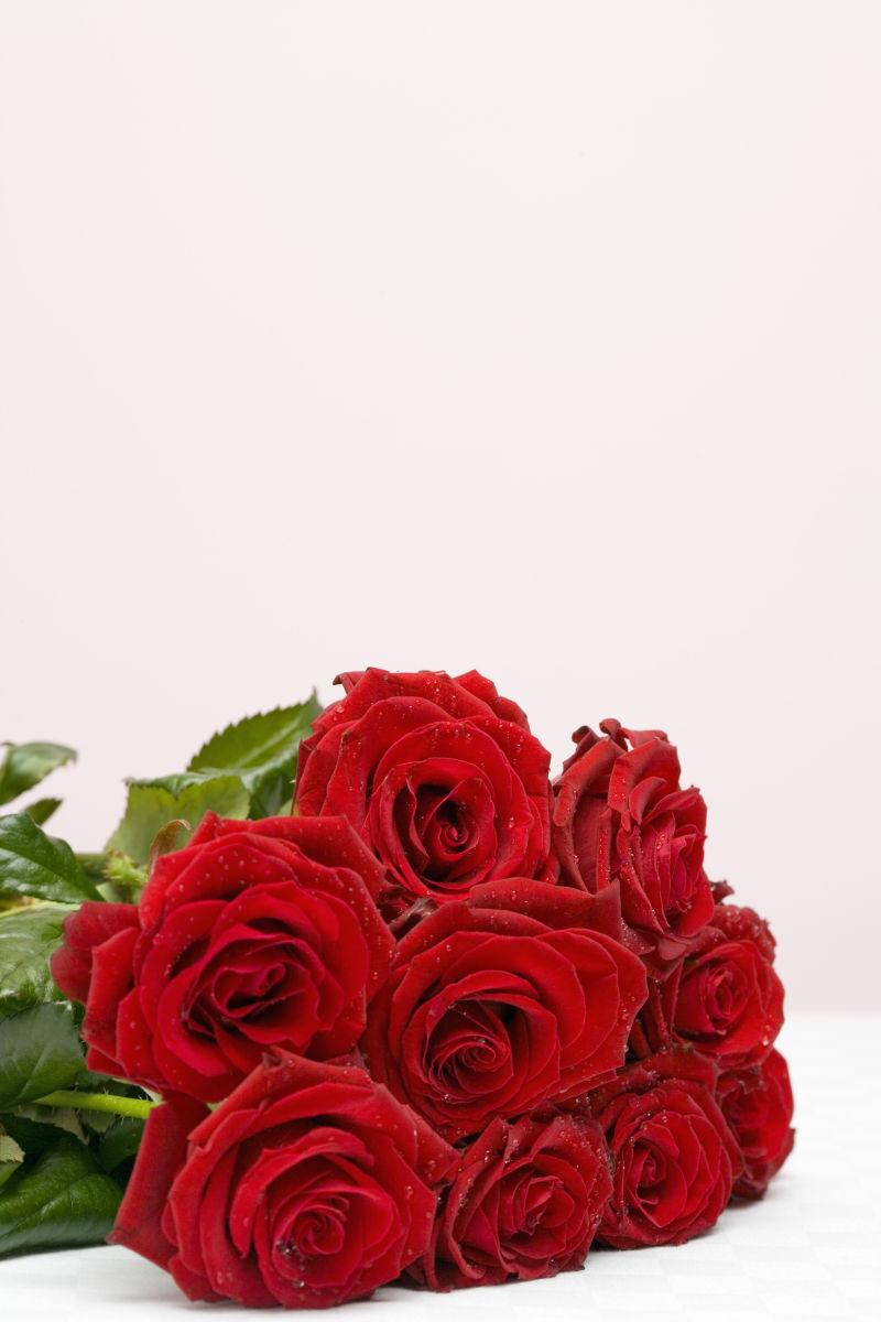 白色背景下一束新鲜红玫瑰
