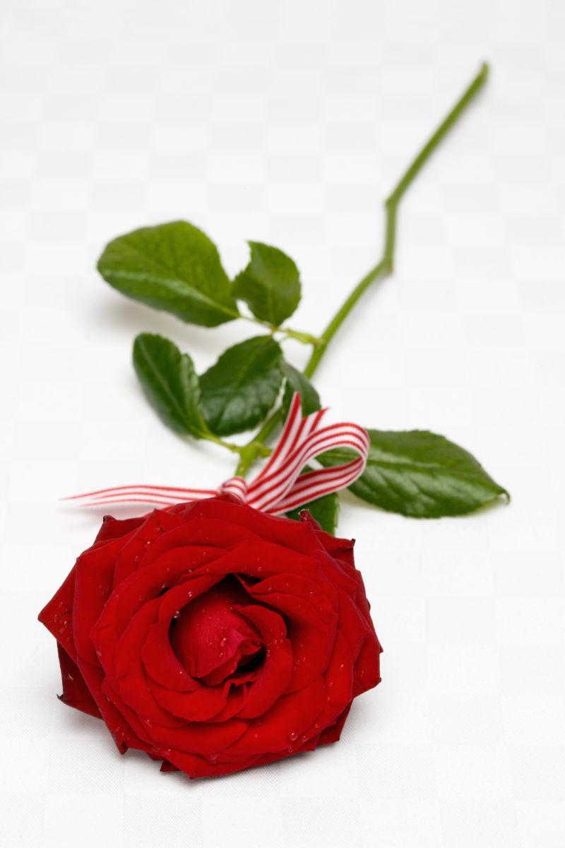 白色背景下一枝红玫瑰