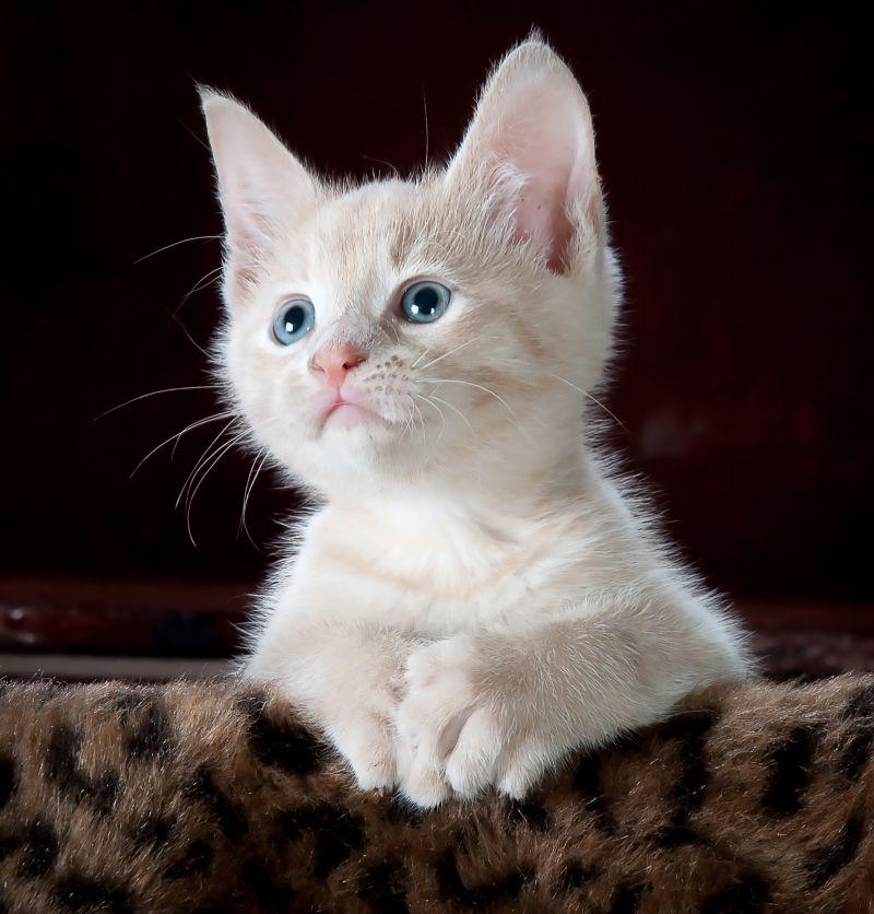 黑色背景下趴在豹纹毛毯上的一只白色的西伯利亚猫