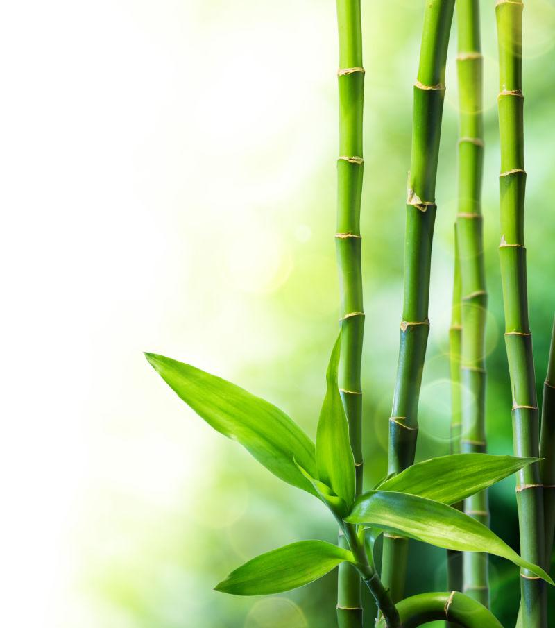 白色背景下的竹子