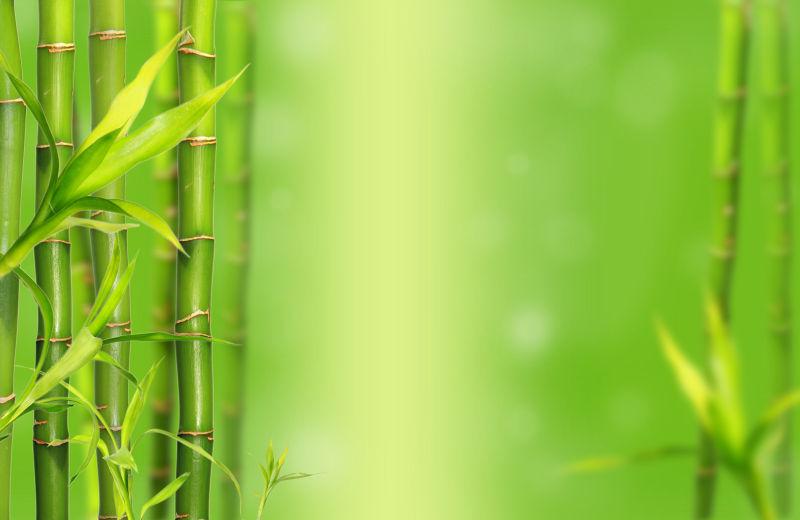 绿色竹背景