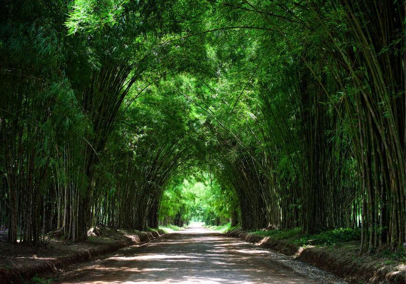 道路两旁的竹林和竹子拱门
