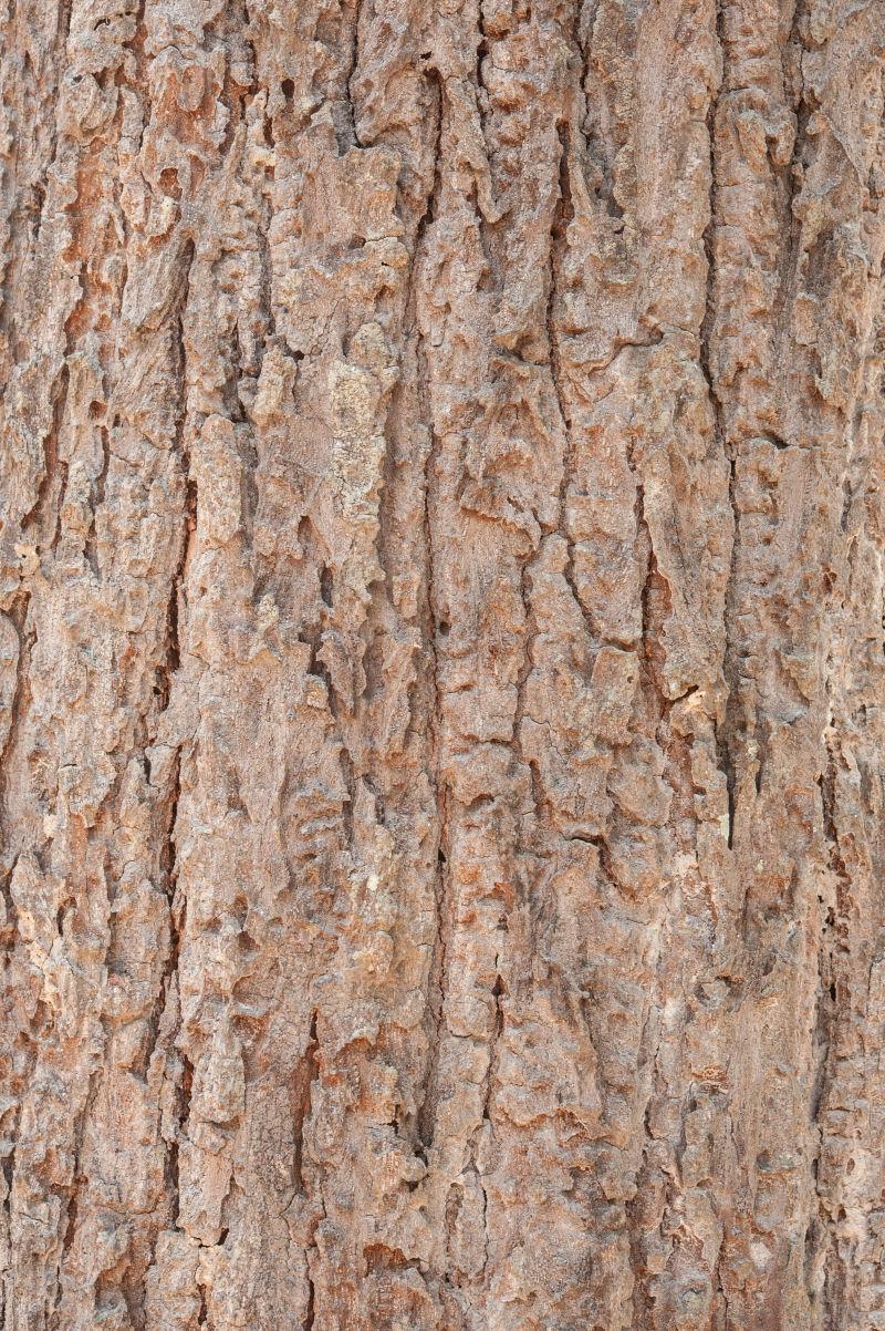 棕色粗糙的树皮纹理背景