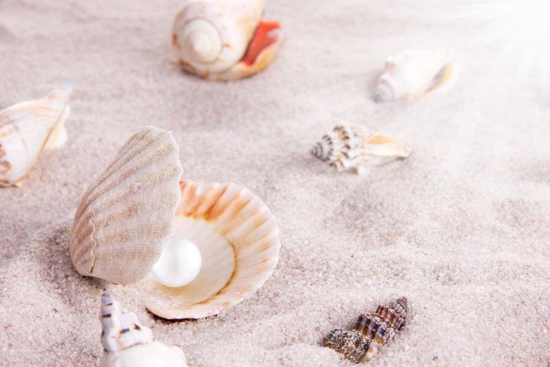 海滩上的很多不同贝壳和贝壳里的珍珠